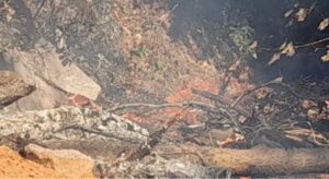 Read more about the article सावंतवाडी-शिल्पग्राम येथील जंगल परिसरात भीषण आग…