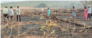 Read more about the article काजू बागेस आग लागून ६० हजारांचे नुकसान