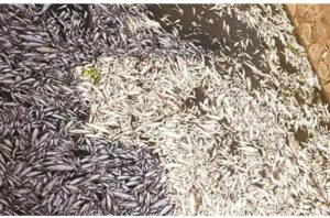 Read more about the article महापुरा पाठोपाठ शिरोळला पंचगंगा प्रदूषणाचा विळखा रोज हजारो मृत माशांचा खच
