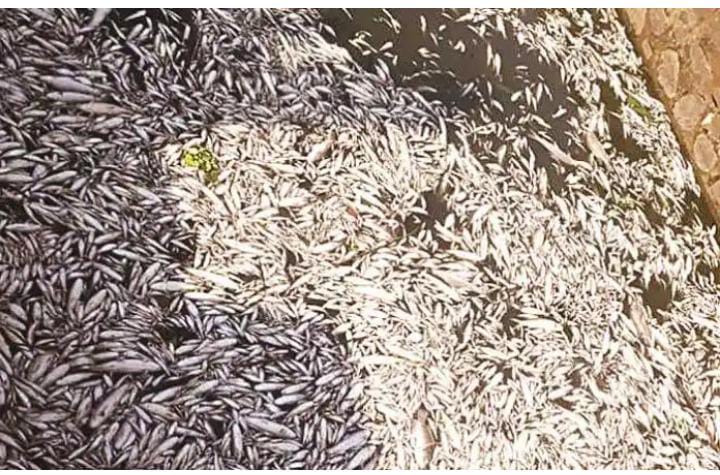 You are currently viewing महापुरा पाठोपाठ शिरोळला पंचगंगा प्रदूषणाचा विळखा रोज हजारो मृत माशांचा खच