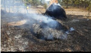 Read more about the article शेर्लेत काजू, नारळ बागायतीस आग लागून हजारो रुपयांचे नुकसान…