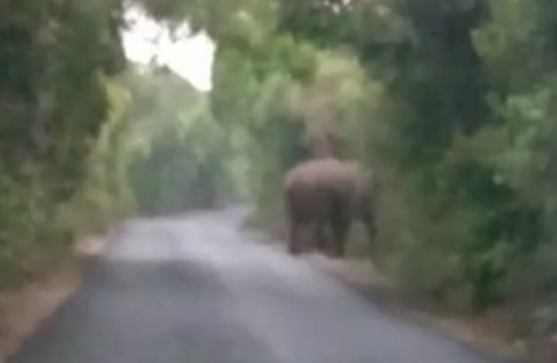 You are currently viewing आंबोली नांगरतास येथे महाकाय जंगली हत्तीचे दर्शन…