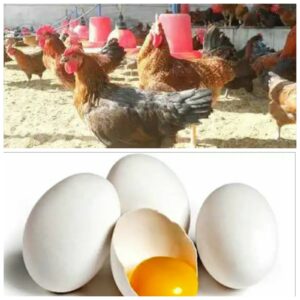 Read more about the article कोंबड्यांनी अंडे देणे बंद केल्यामुळे शेतकऱ्यांची पोलिसात तक्रार…