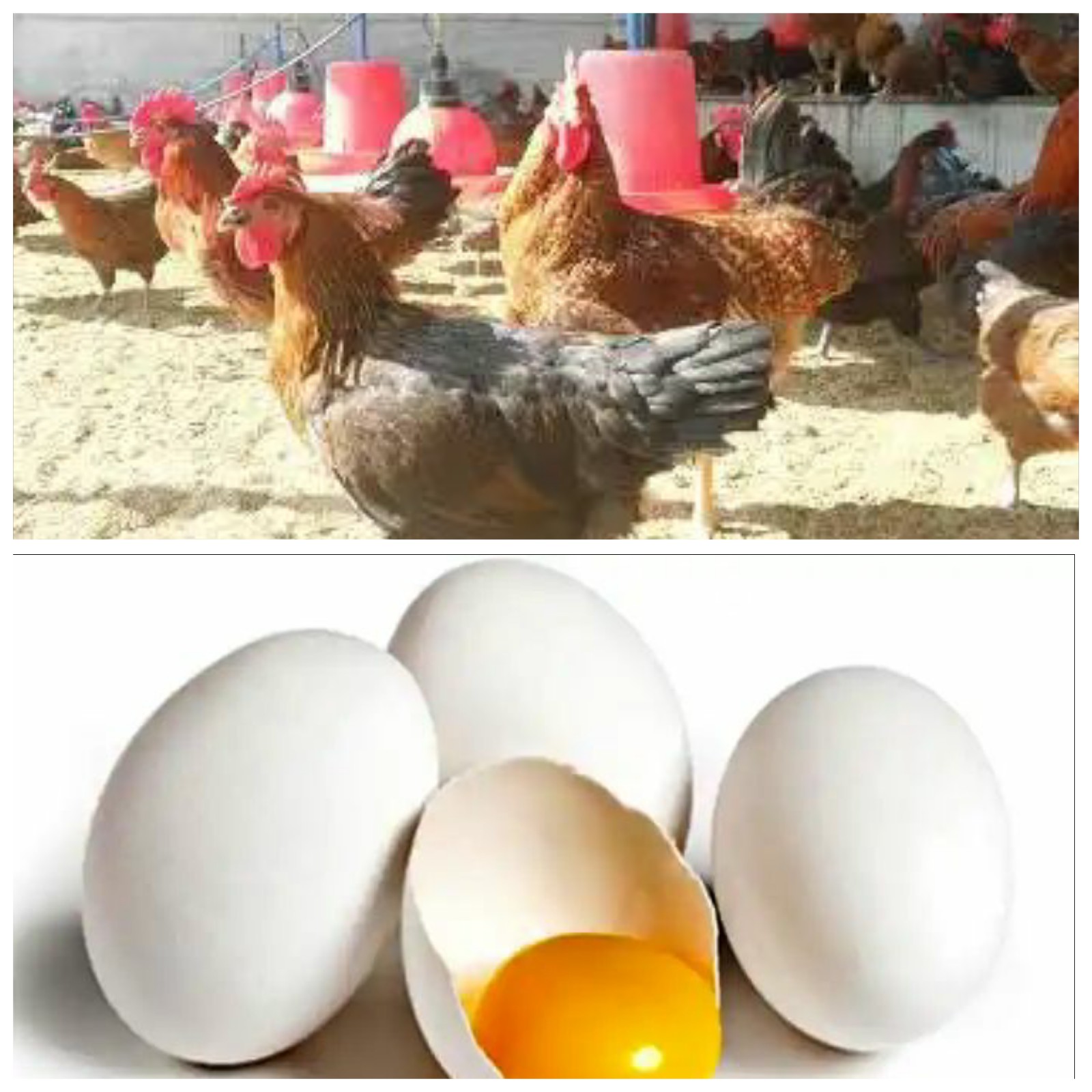 You are currently viewing कोंबड्यांनी अंडे देणे बंद केल्यामुळे शेतकऱ्यांची पोलिसात तक्रार…