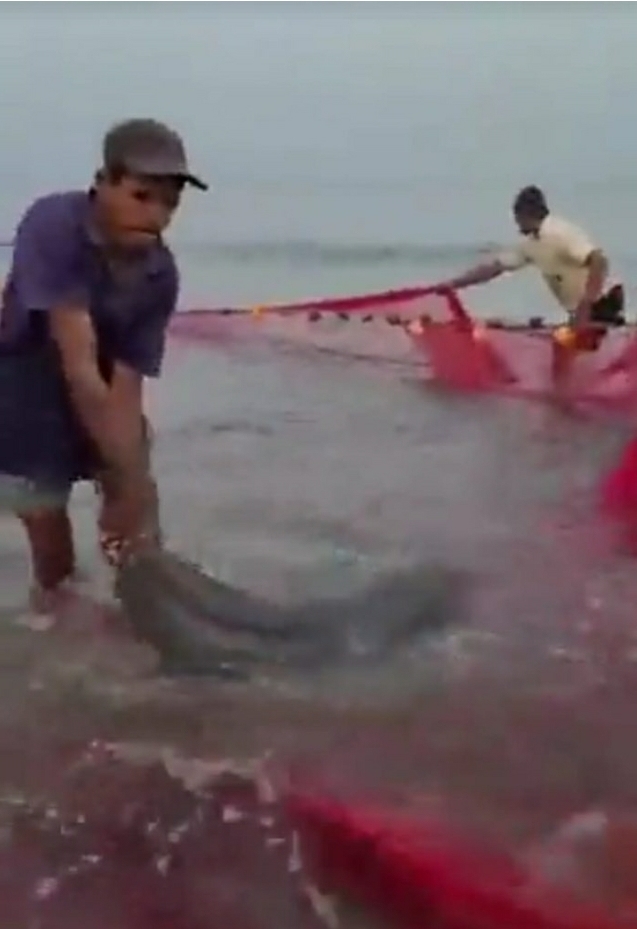 You are currently viewing चिवला समुद्र किनारी मच्छीमारांच्या रापण मासेमारी जाळीत सापडले ‘डॉल्फिन