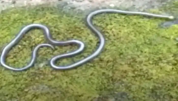 You are currently viewing सिंधुदुर्गात आढळला अत्यंत दुर्मिळ आणि विषारी पोवळा साप