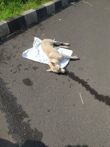 Read more about the article कणकवली महामार्गावर गाडीची ठोकर लागून कुत्रा जखमी;उपचारादरम्यान मृत्यू