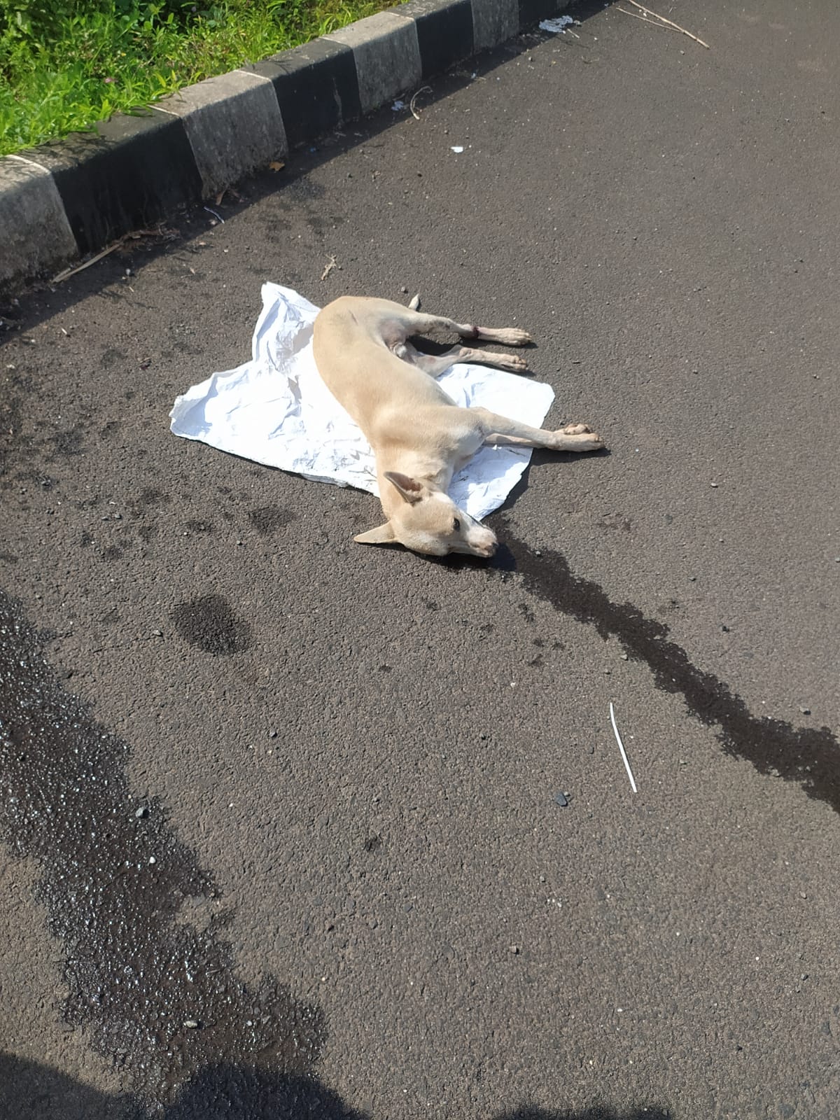 You are currently viewing कणकवली महामार्गावर गाडीची ठोकर लागून कुत्रा जखमी;उपचारादरम्यान मृत्यू