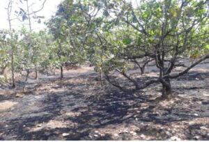 Read more about the article मडुरा-बाबरवाडीत शॉर्टसर्किटमुळे काजू बागेला लागलेल्या आगीत 40 कलमे जळून खाक 