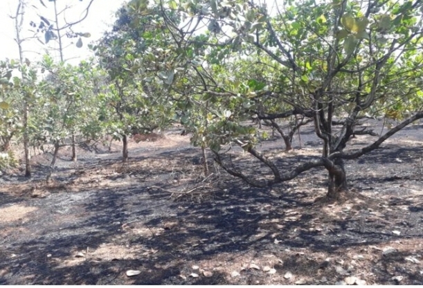 You are currently viewing मडुरा-बाबरवाडीत शॉर्टसर्किटमुळे काजू बागेला लागलेल्या आगीत 40 कलमे जळून खाक 
