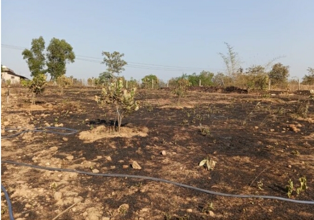 You are currently viewing इन्सुली गावकरवाडी येथे शॉर्टसर्किटने आग लागून आंबा, काजू बागेचे दोन लाखांचे नुकसान