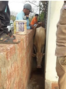 Read more about the article अडकलेल्या गाईची कंपाउंड फोडून केली सुटक