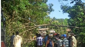 Read more about the article माजगाव नाला परिसरात रस्त्यावर झाड कोसळून विद्युत तारांचे नुकसान