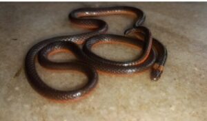 Read more about the article तुळस गावात आढळला पुन्हा एकदा अति दुर्मिळ विषारी “कॅस्ट्रोज कोरल साप”