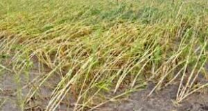 Read more about the article सिंधुदुर्गात  रात्री पडलेल्या पावसाने भात शेतीचे मोठे नुकसान