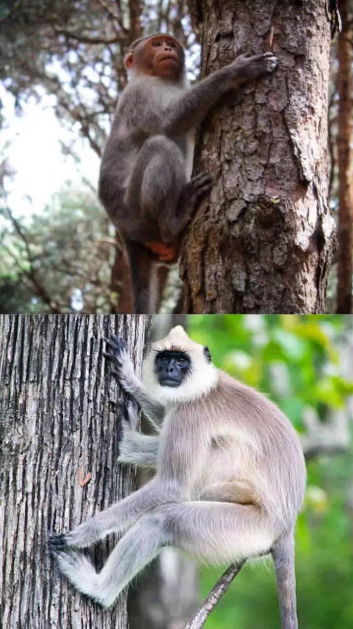 You are currently viewing सिंधुदुर्ग मधील माकडांची होणार प्रगणना