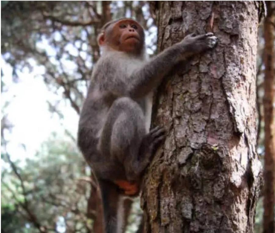 You are currently viewing सिंधुदुर्ग मधील माकडांची होणार प्रगणना…
