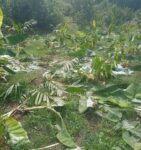दोडामार्ग पाळये गावात हत्तींचा हैदोस; शेती बागायतीचे अतोनात नुकसान