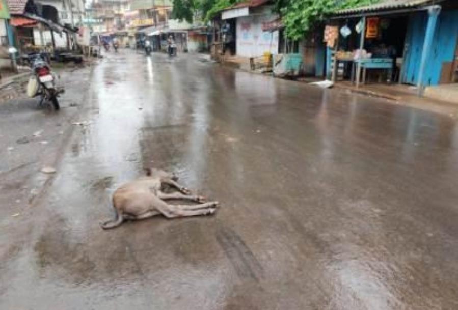 You are currently viewing अज्ञात वाहनाच्या धडकेत वासराचा मृत्यू