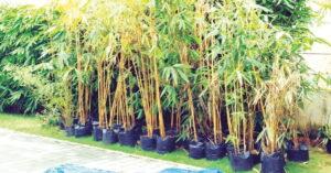 Read more about the article राज्यात पुरोगामी शिक्षक संघटना लावणार 50 हजार झाडे…