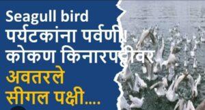 Read more about the article सिंधुदुर्गच्या किनारपट्टीवर सिगल पक्ष्यांचे आगमन