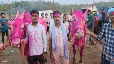 You are currently viewing पावशीतील राज्यस्तरीय बैलगाडा शर्यतीत मलकापूरच्या महिपती पाटील यांचा बैलगाडा विजयी