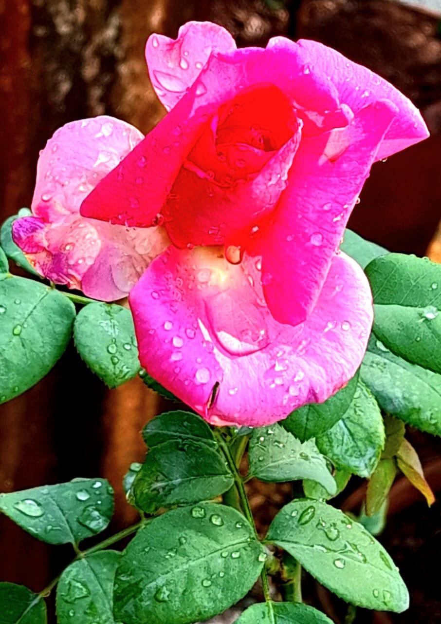 You are currently viewing गुलाब