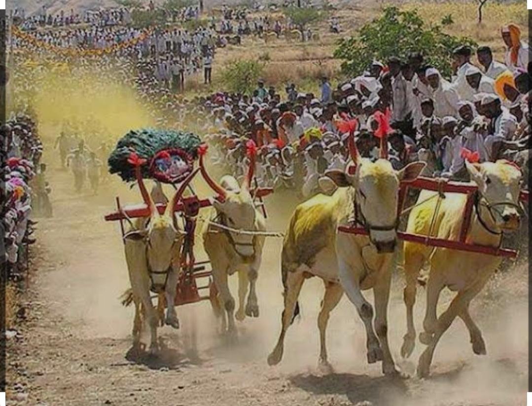 You are currently viewing वैभववाडीत १५ फेब्रुवारीला राज्यस्तरीय व जिल्हास्तरीय भव्य बैलगाडा शर्यत…