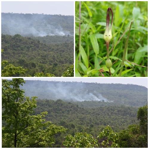 You are currently viewing वैभववाडीतील सालवा डोंगर आगीमुळे दुर्मिळ जैवविविधतेला धोका