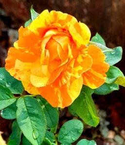 Read more about the article गुलाबस्तवन