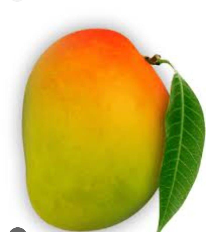 You are currently viewing गोडवा आंब्याचा