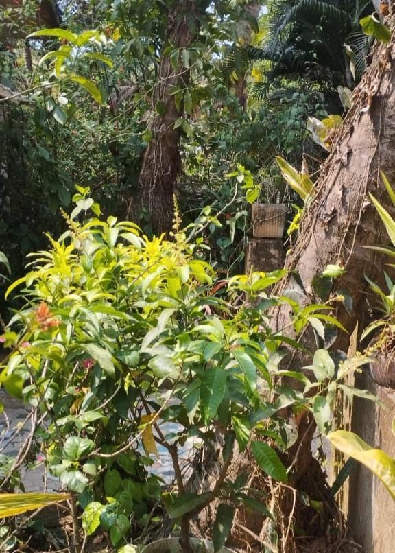 You are currently viewing चैत्र पालवी