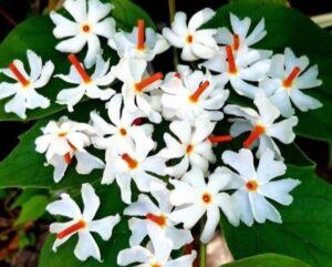 Read more about the article सुगंधी वसा