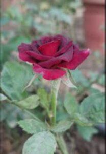 Read more about the article असे का??