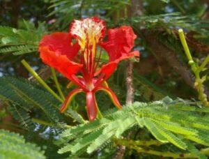 Read more about the article ऋतू फुलले…