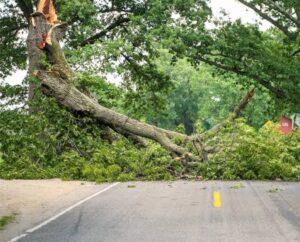 Read more about the article पावसा अगोदर रस्त्या लगतच्या धोकादायक झाडांच्या फांद्या तोडा नगरपरिषद व बांधकाम विभागाला आवाहन- रवी जाधव
