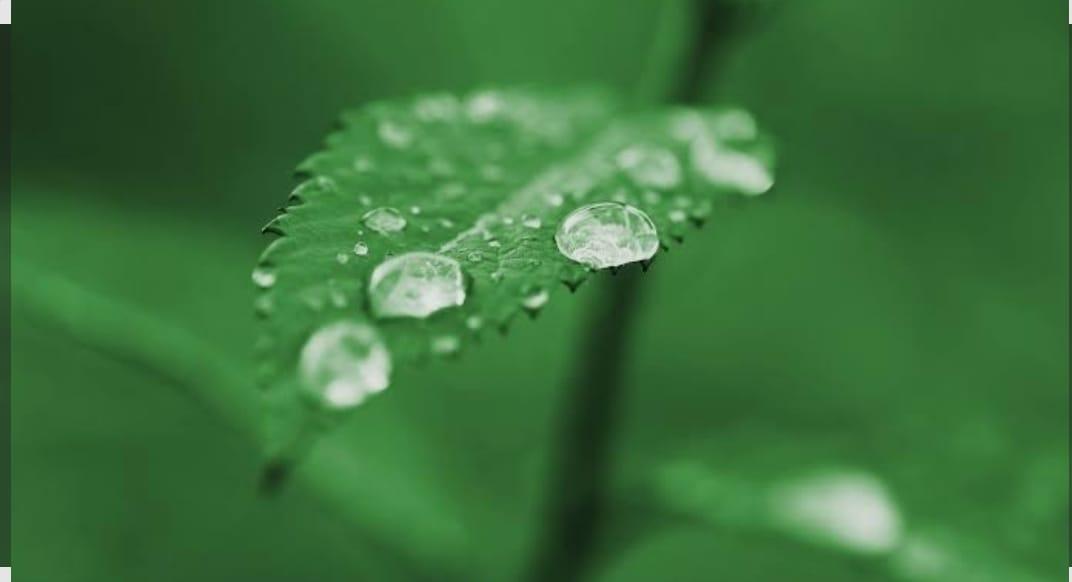 You are currently viewing पानावरील दवबिंदू