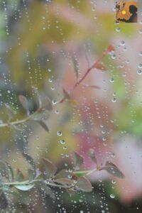 Read more about the article पाऊस