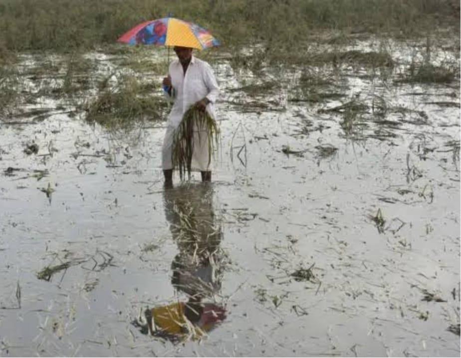 You are currently viewing अवकाळी पाऊस