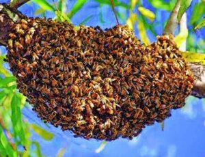 Read more about the article मधमाशी