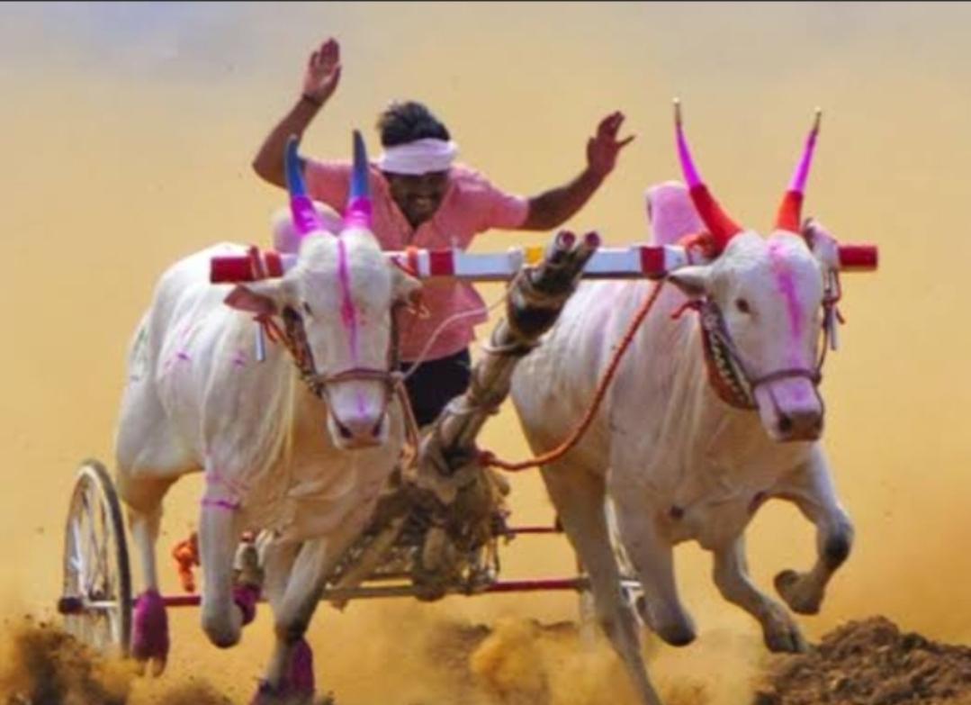 You are currently viewing मळेवाड येथे आज रंगणार जिल्हास्तरीय बैलगाडी दौड स्पर्धेचा थरार!