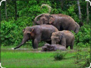 Read more about the article वन्यहत्तीचा मोर्चा झोळंबेकडे..