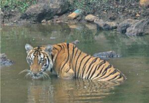 Read more about the article चौकुळ – जांभळ्याचे कोंड येथील पाणवठ्यात पट्टेरी वाघाचे दर्शन