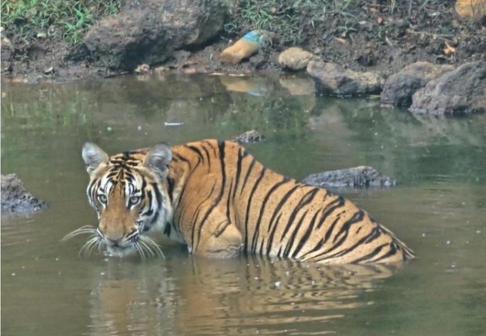 You are currently viewing चौकुळ – जांभळ्याचे कोंड येथील पाणवठ्यात पट्टेरी वाघाचे दर्शन