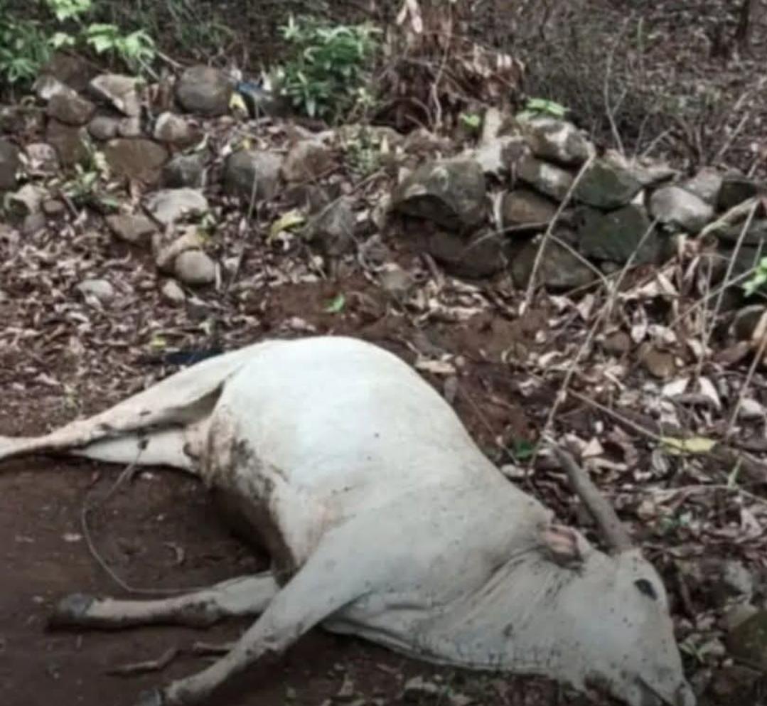 You are currently viewing मांगवली येथे तुटलेल्या वीज तारांचा शॉक लागून बैलाचा मृत्यू