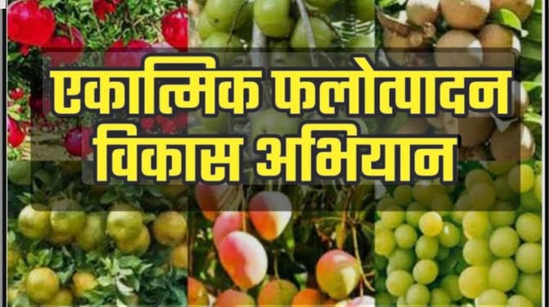 You are currently viewing एकात्मिक फलोत्पादन विकास अभियाना अंतर्गत विविध घटकांचा लाभ घेण्याचे आवाहन