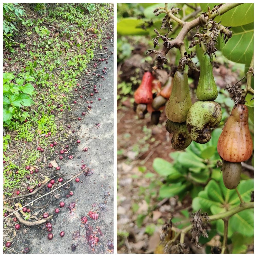 You are currently viewing अवकाळी पावसाच्या अस्मानी संकटात शासनाने तात्काळ मदत करावी