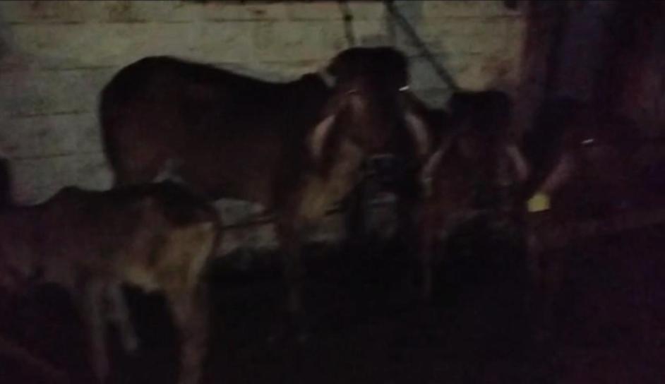 You are currently viewing गोव्यातून सांगलीकडे होणारी ४७ गुरांची वाहतूक बांदा पोलिसांनी रोखली