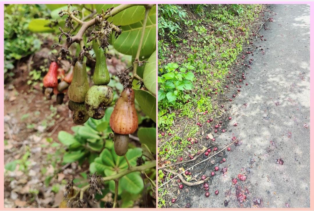 You are currently viewing अवकाळी पावसाच्या अस्मानी संकटात शासनाने तात्काळ मदत करावी