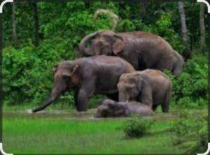 Read more about the article झोळंबे भिडेवाडीत वन्यहत्तींचा धुमाकूळ